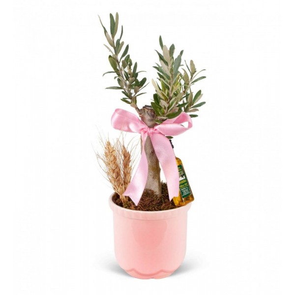 Zeytin Ağacı Bonsai - Mini Zeytin Pembe Lily